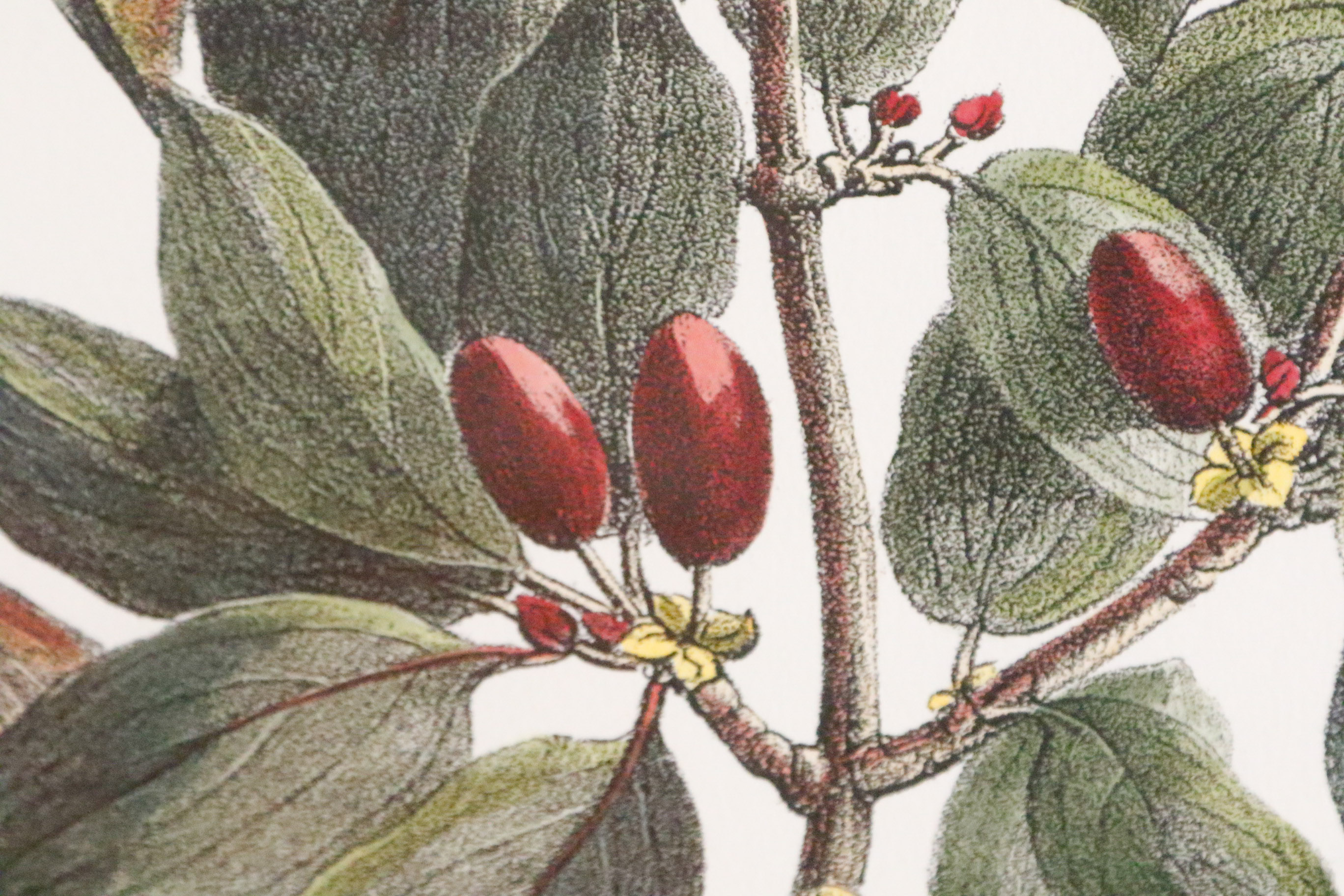 Two Framed Botanical Prints