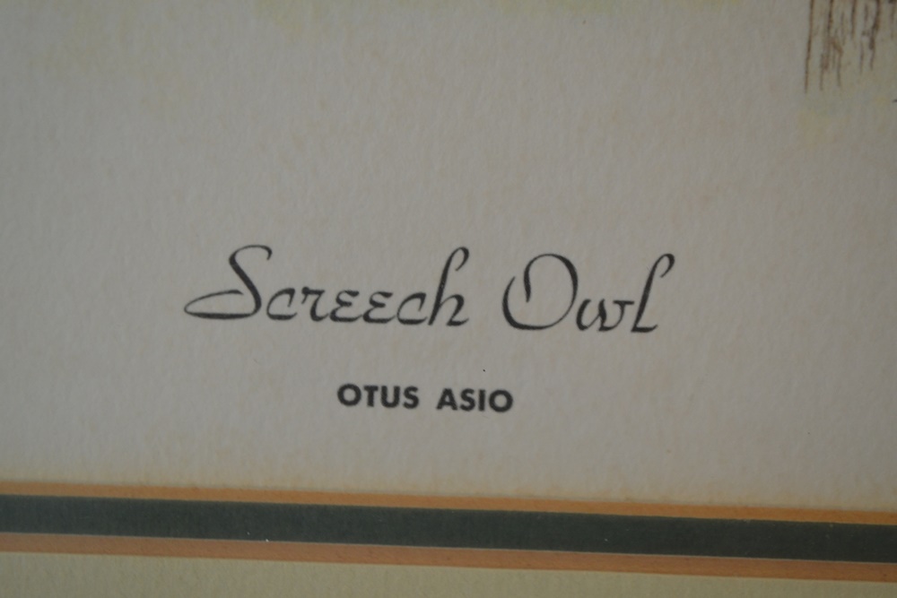 "Screech Owl"Limited Edition Signed Print After Thomas J. Allen