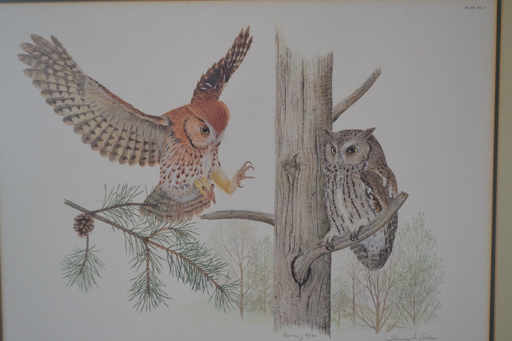 "Screech Owl"Limited Edition Signed Print After Thomas J. Allen
