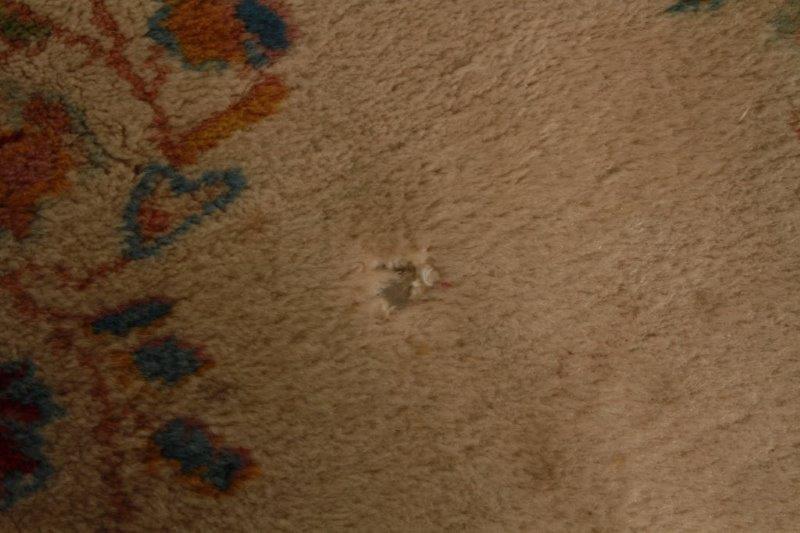 Hand Knotted Area Rug