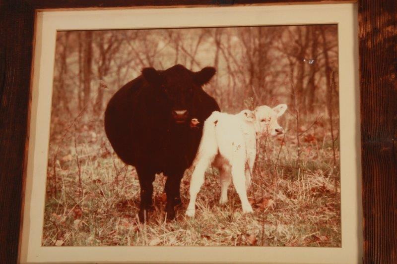 Pair of Cattle Prints