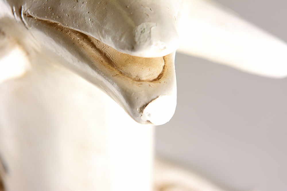 Dolphin Base Side Table