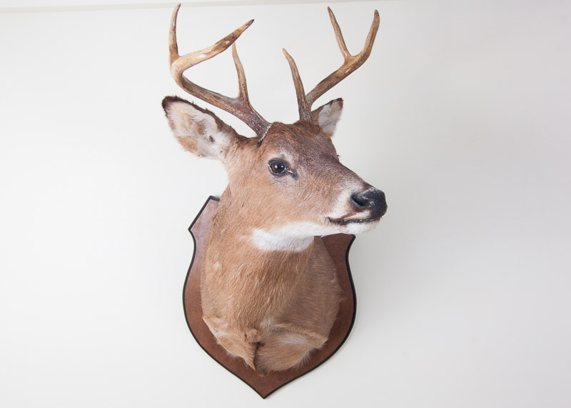 Mounted Seven Point buck