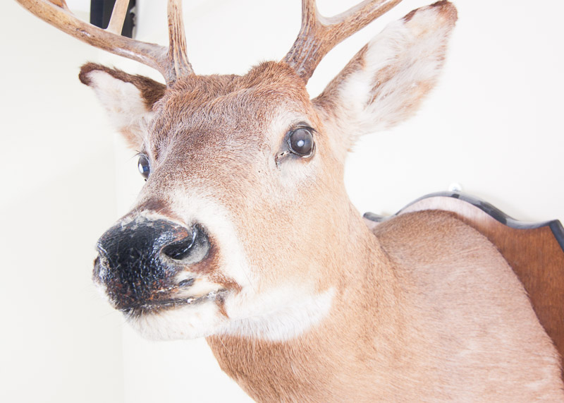 Mounted Seven Point buck