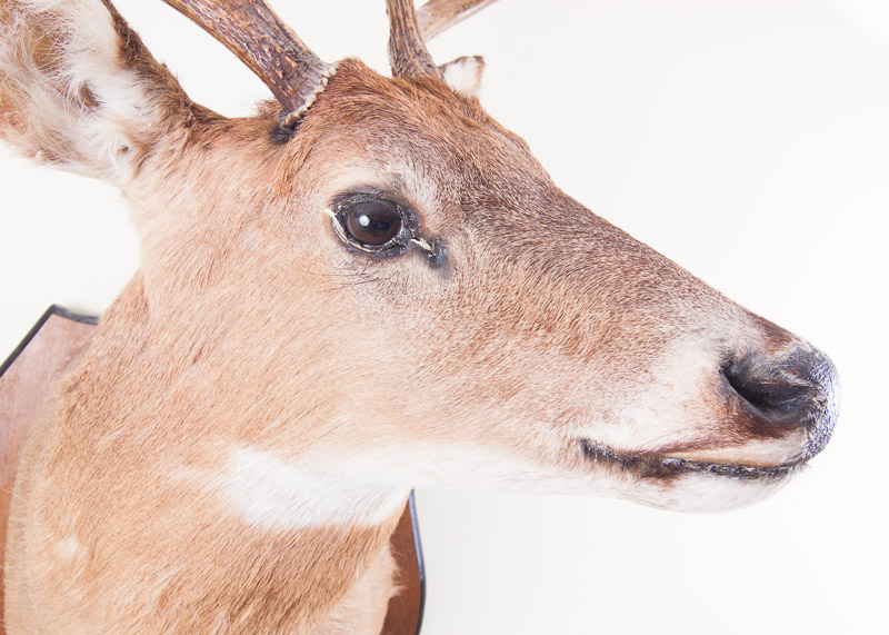 Mounted Seven Point buck