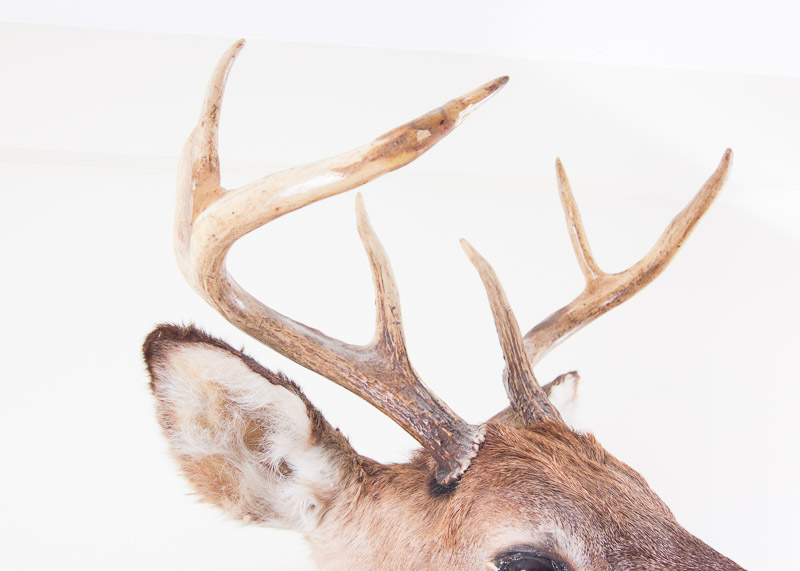 Mounted Seven Point buck