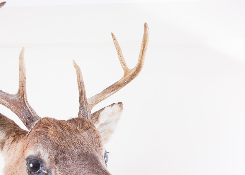 Mounted Seven Point buck