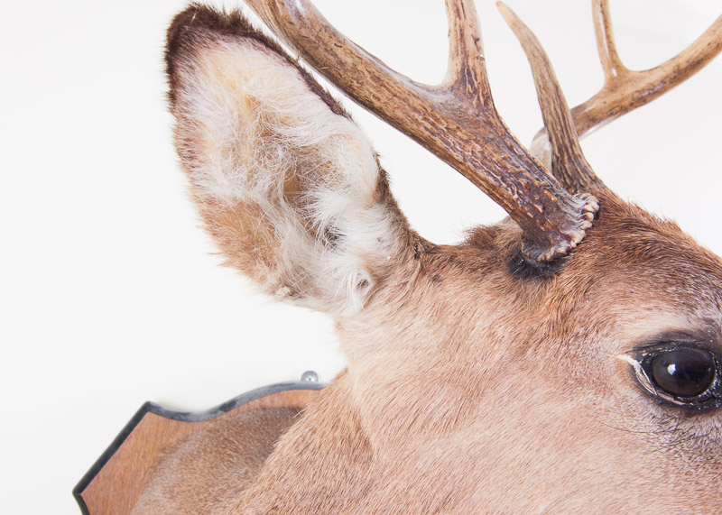 Mounted Seven Point buck