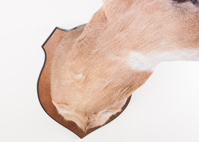 Mounted Seven Point buck