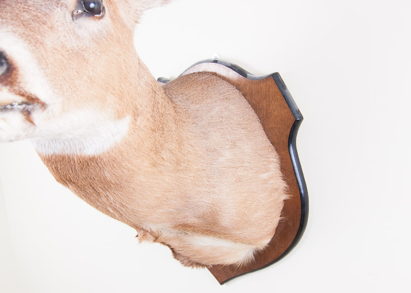 Mounted Seven Point buck