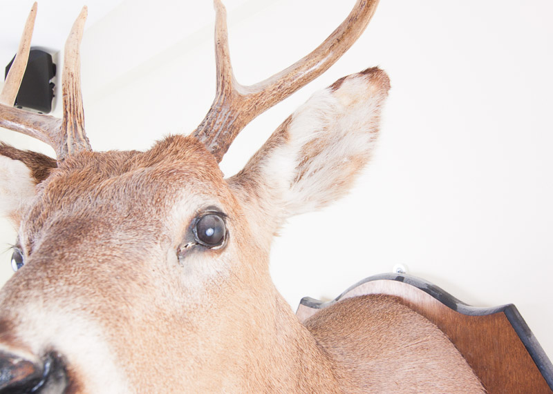 Mounted Seven Point buck
