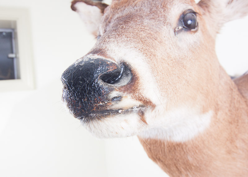 Mounted Seven Point buck