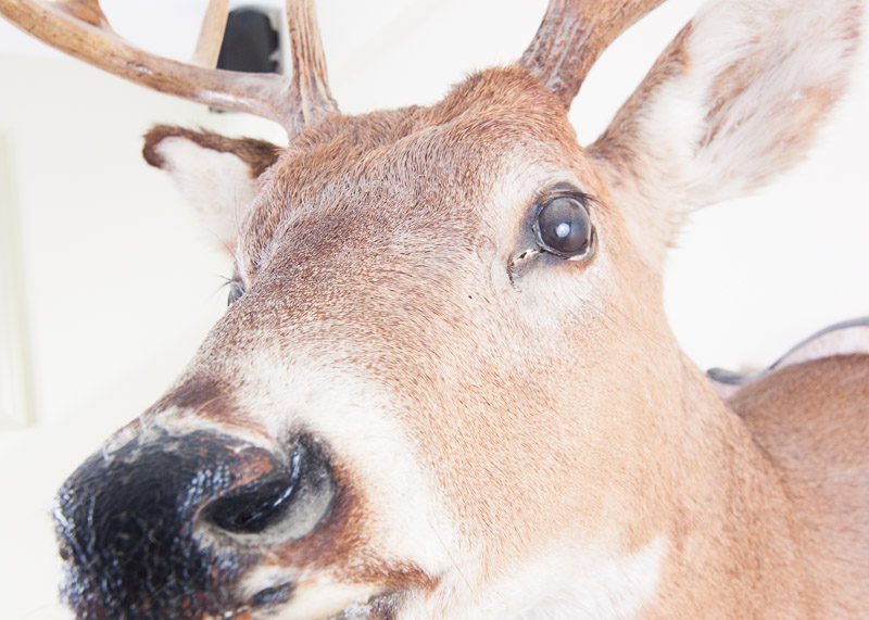 Mounted Seven Point buck
