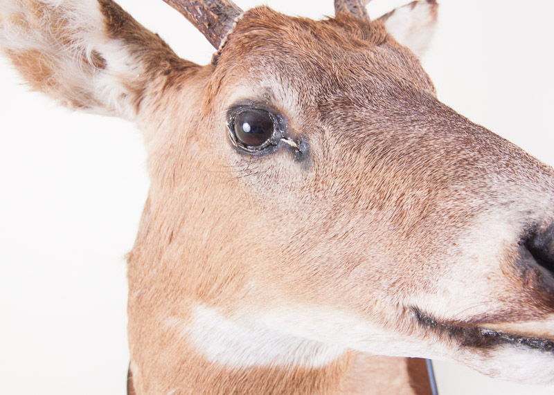 Mounted Seven Point buck
