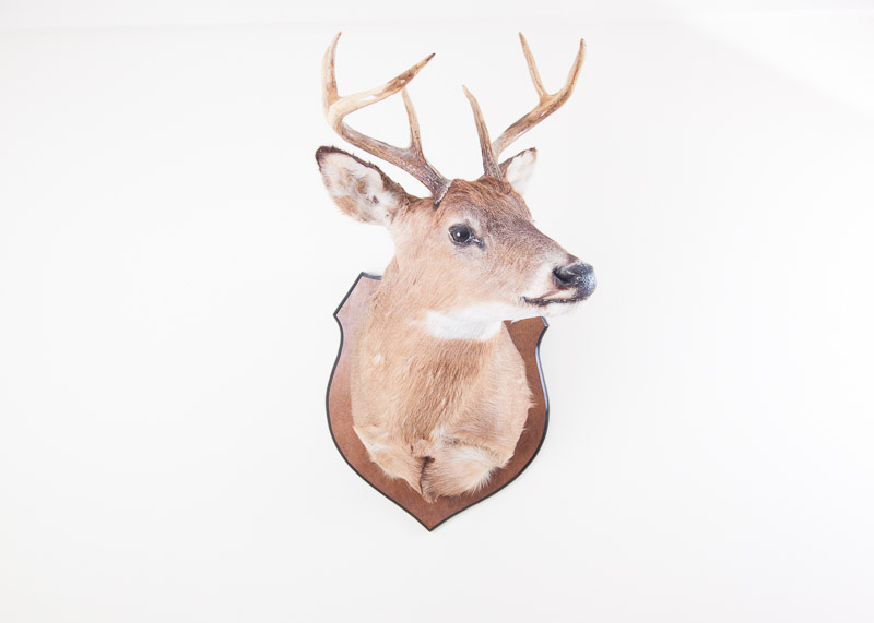 Mounted Seven Point buck
