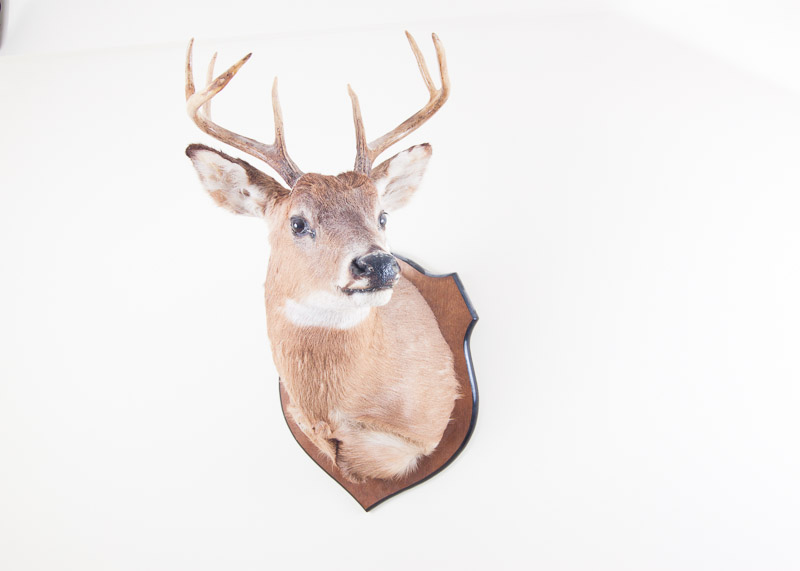 Mounted Seven Point buck