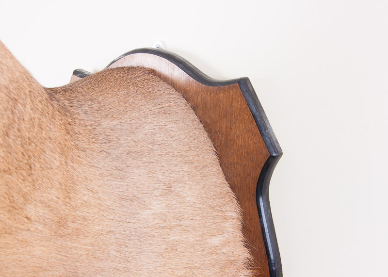 Mounted Seven Point buck