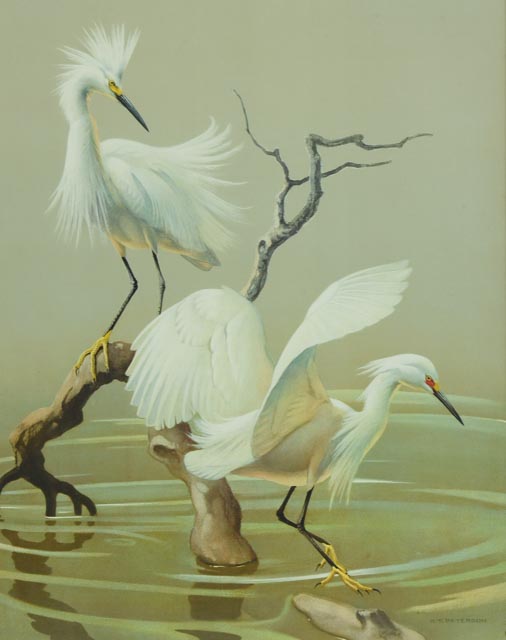 1950s Snowy Egret Print