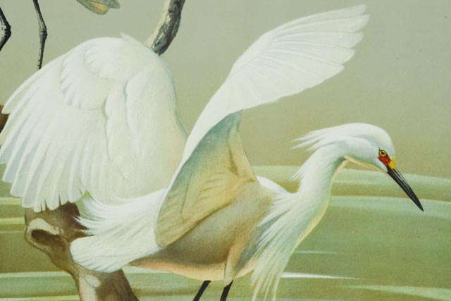 1950s Snowy Egret Print