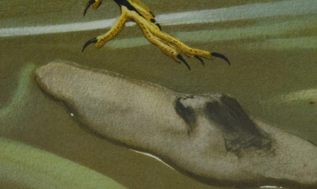 1950s Snowy Egret Print