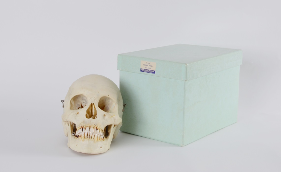 Authentic Human Skull