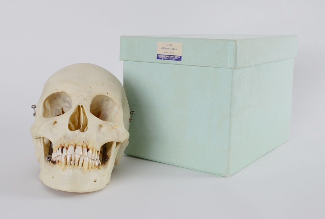 Authentic Human Skull