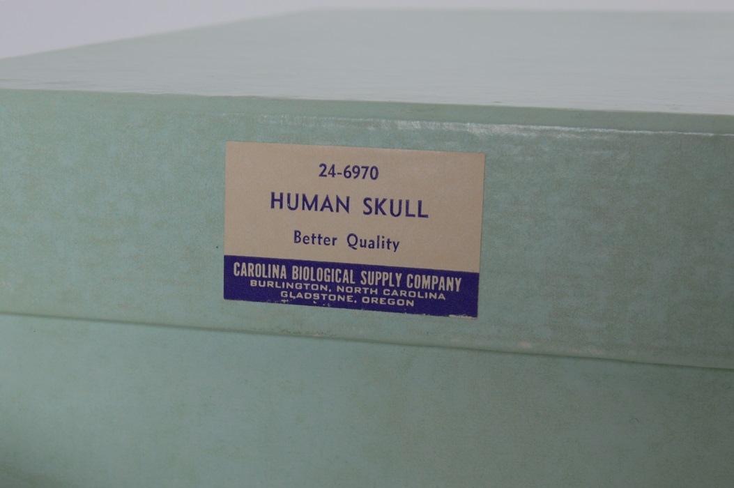 Authentic Human Skull