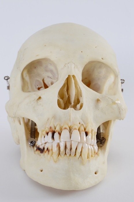 Authentic Human Skull