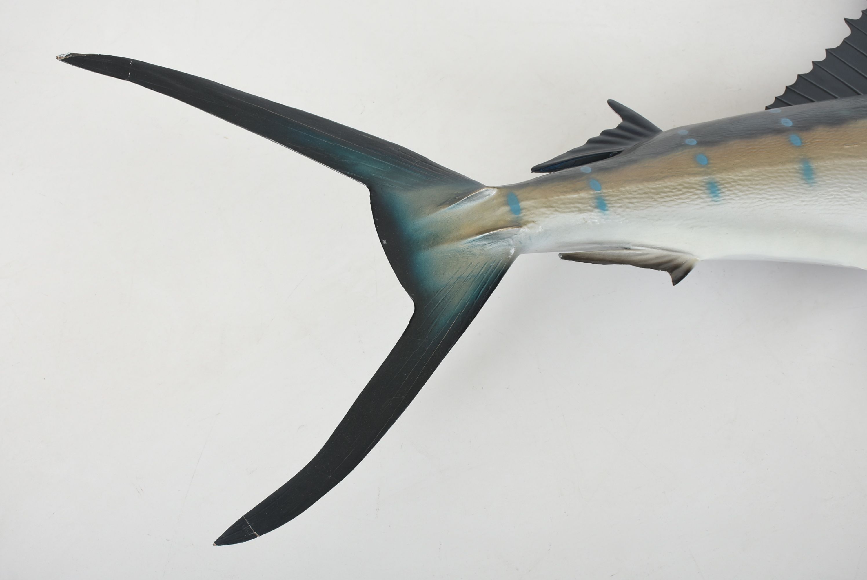 Mounted Sailfish Trophy