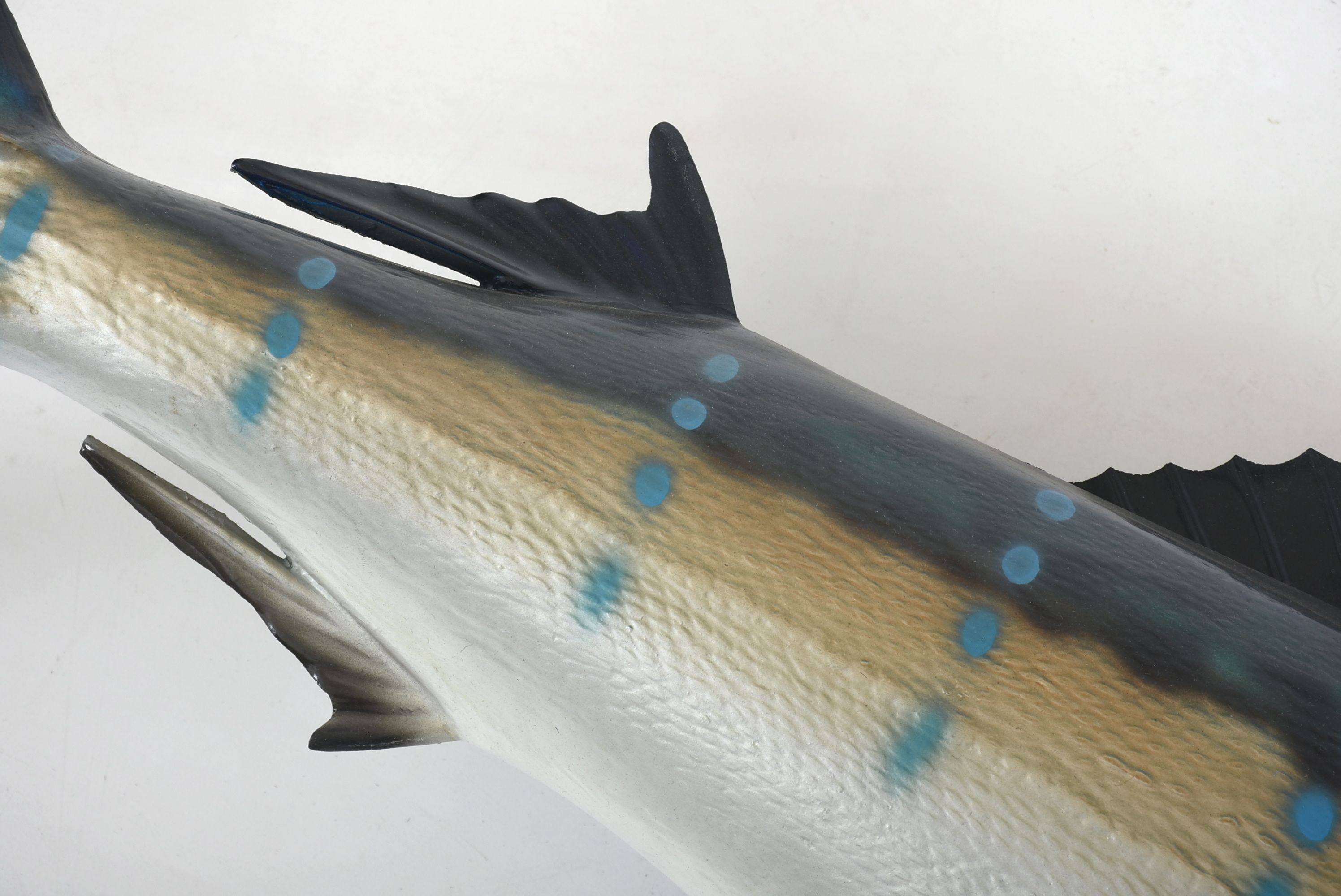 Mounted Sailfish Trophy