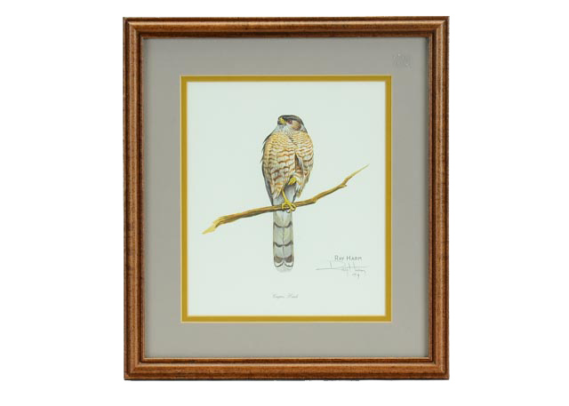 Ray Harm Print "Cooper's Hawk"