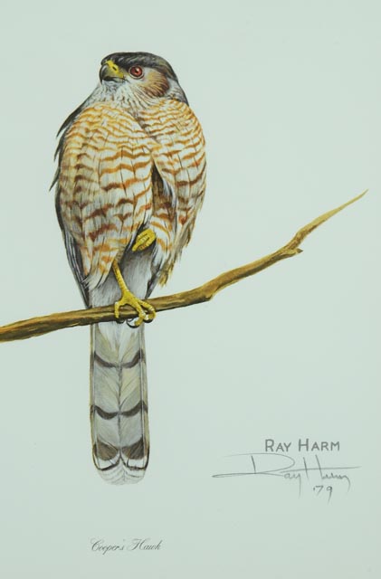 Ray Harm Print "Cooper's Hawk"
