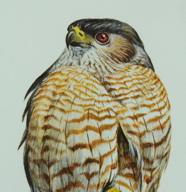 Ray Harm Print "Cooper's Hawk"
