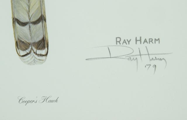 Ray Harm Print "Cooper's Hawk"