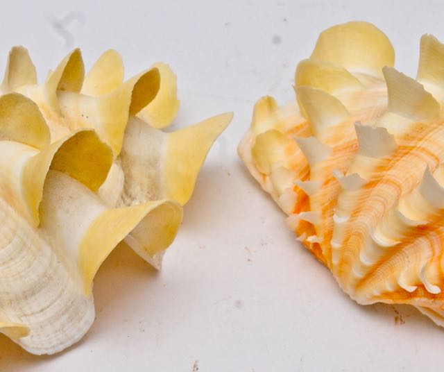 Sony Dream Machine FM/AM Clock Radio ICF-CD815