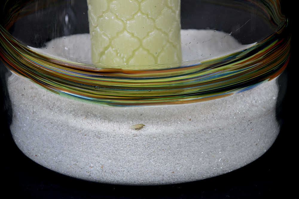 Collection of Whimsical Party Items