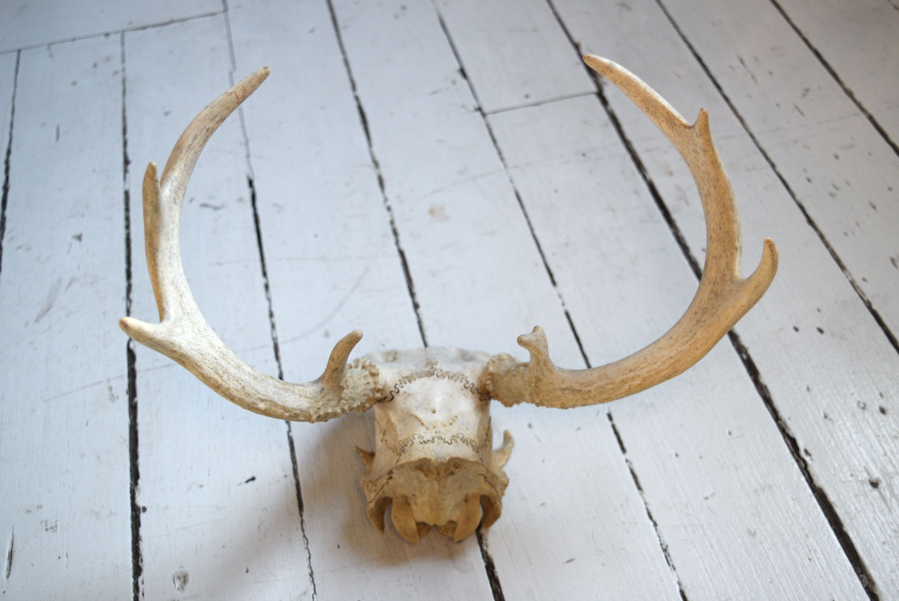 Deer Antlers