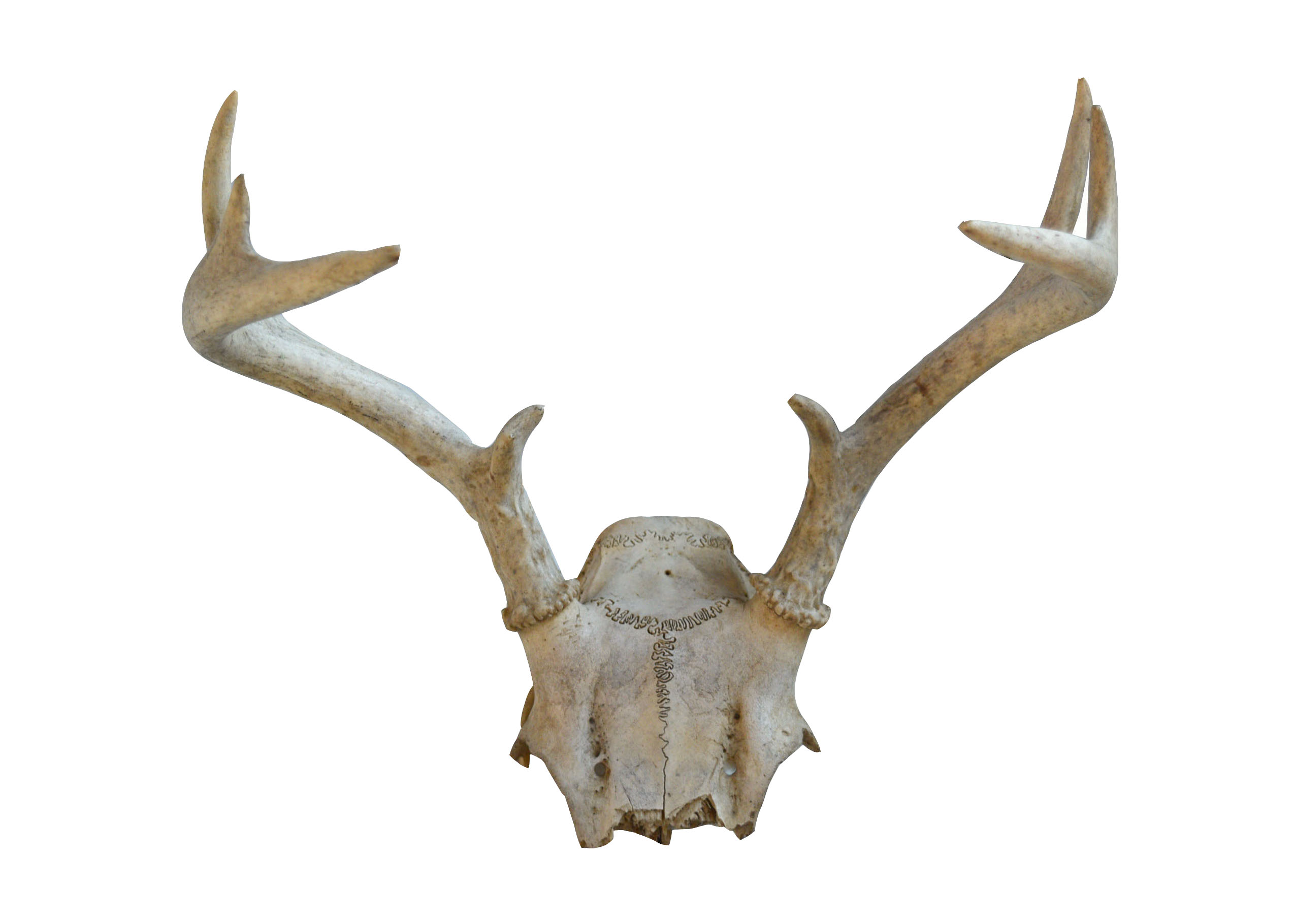 Deer Antlers