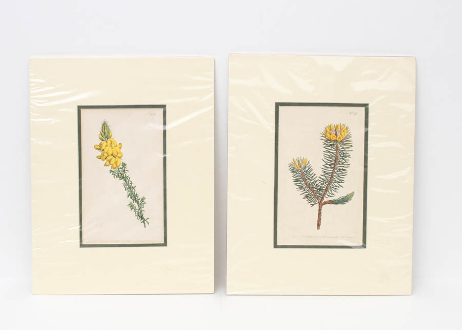 Pair of Antique Engravings of Plants