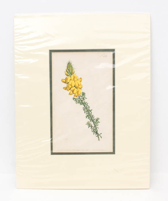 Pair of Antique Engravings of Plants