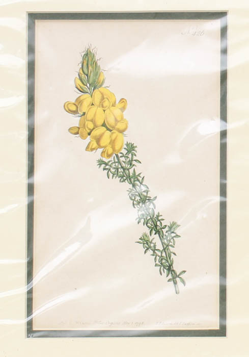 Pair of Antique Engravings of Plants