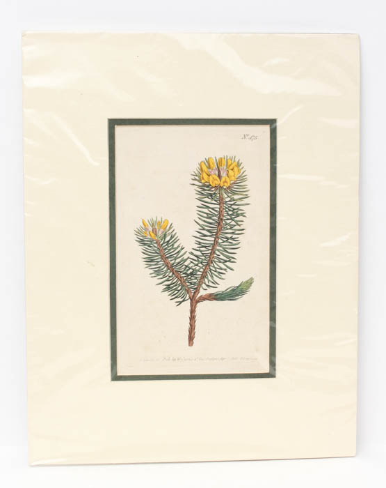 Pair of Antique Engravings of Plants