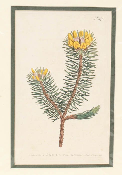 Pair of Antique Engravings of Plants
