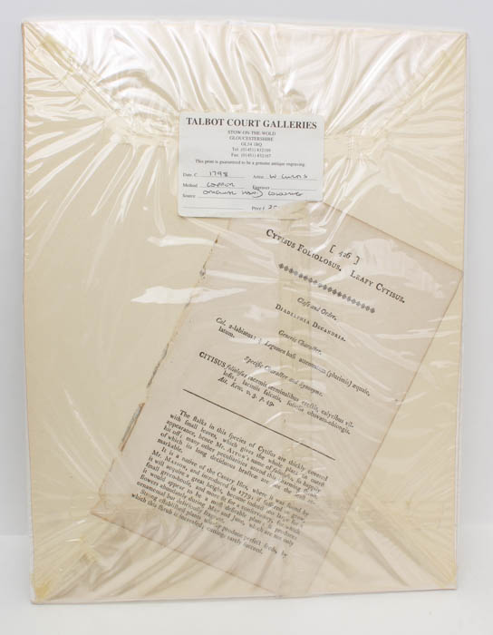 Pair of Antique Engravings of Plants