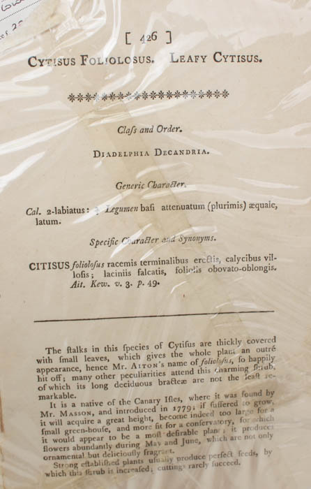 Pair of Antique Engravings of Plants