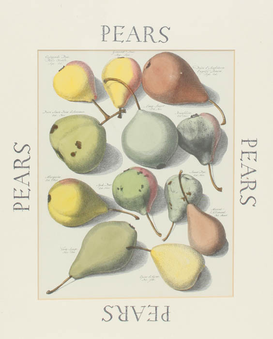 Quartet of Fruit Prints