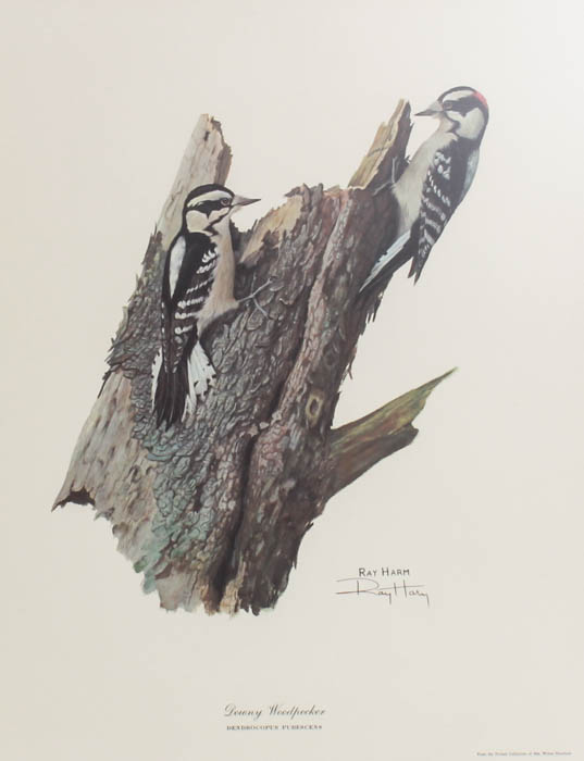 Signed Ray Harm "Downy Woodpecker" Print