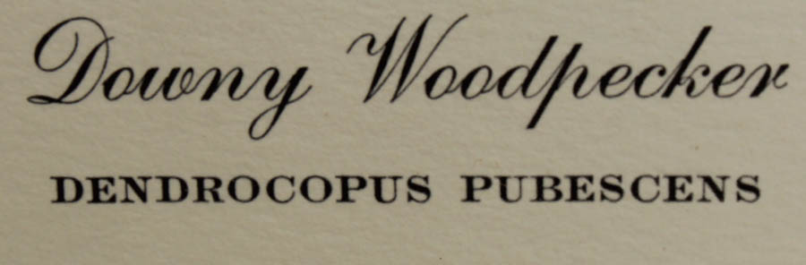 Signed Ray Harm "Downy Woodpecker" Print