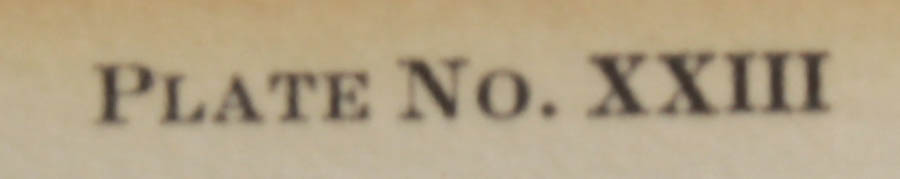 Signed Ray Harm "Downy Woodpecker" Print