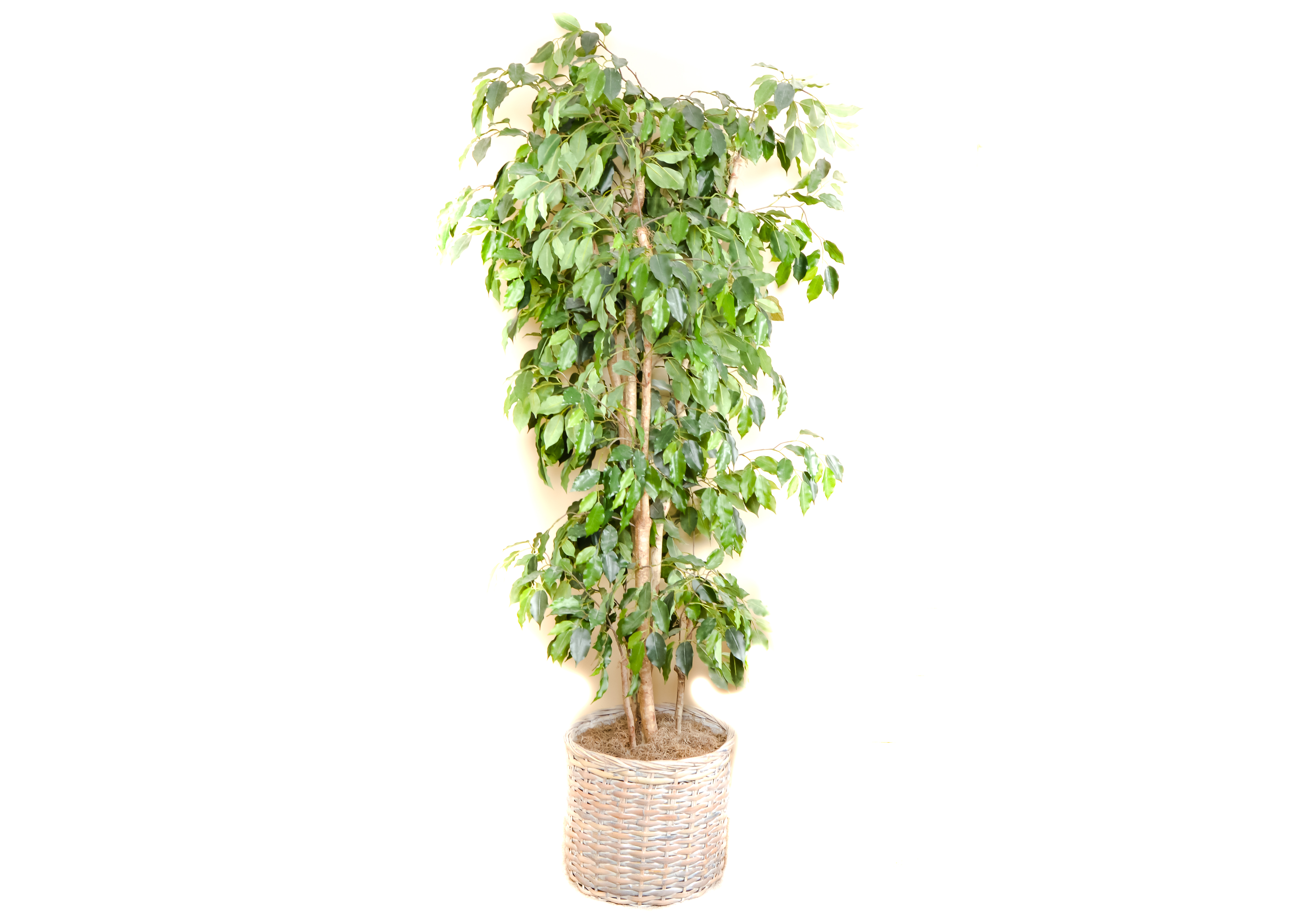 Artificial Indoor Potted Ficus